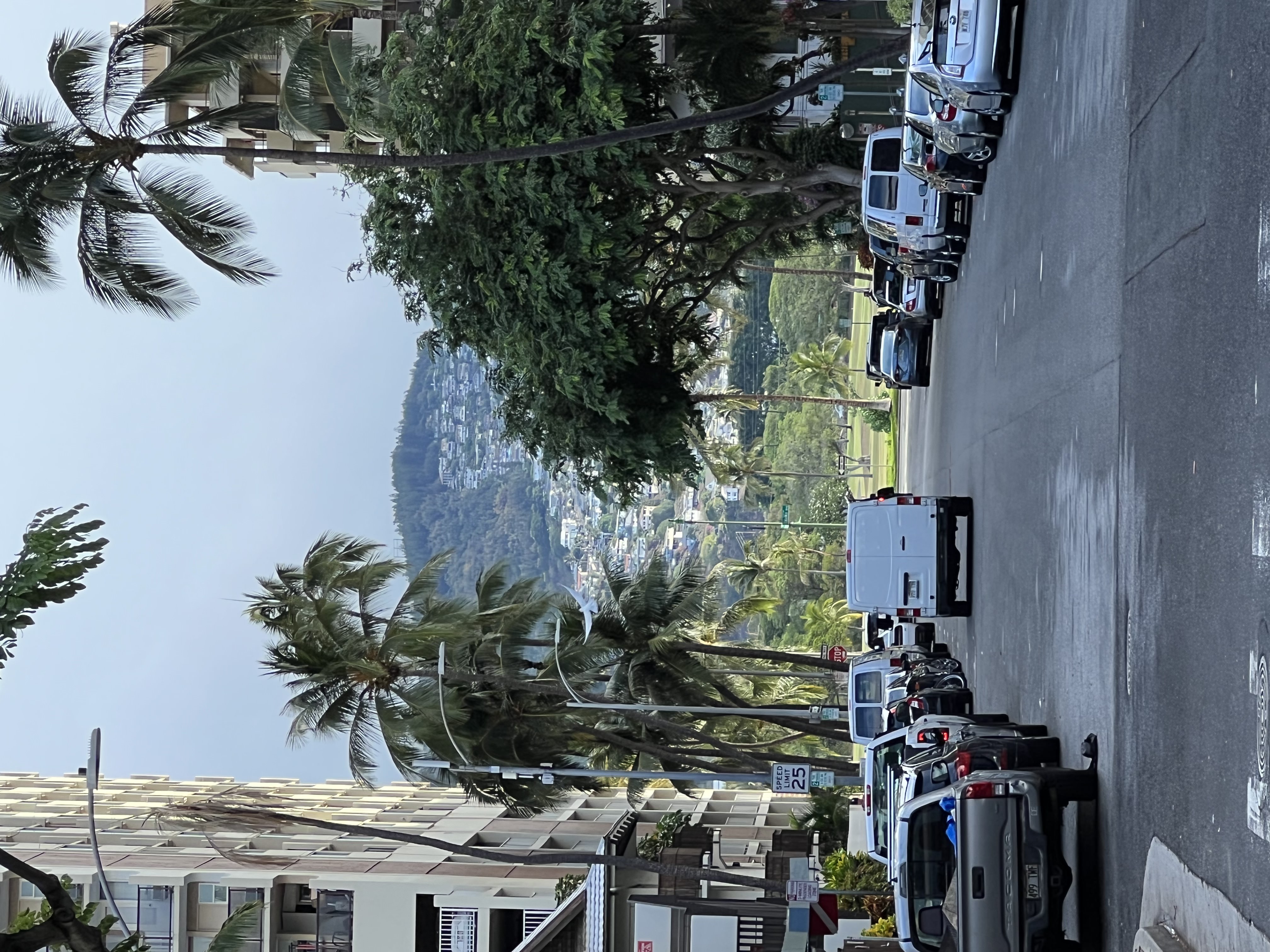 Waikiki street palms Oahu — PTO Travel Agency